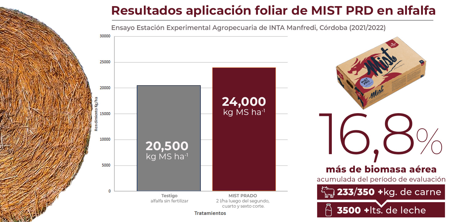 Cuadro alfalfa Mist PRD